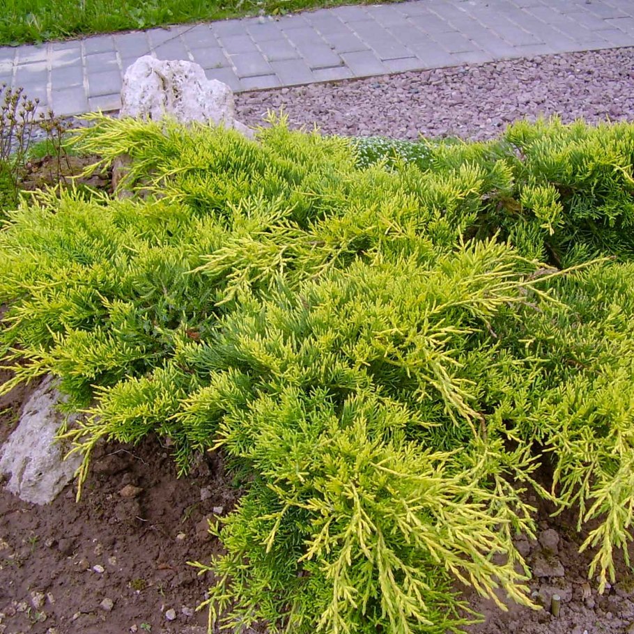 Можжевельник Пфитцериана Ауреа