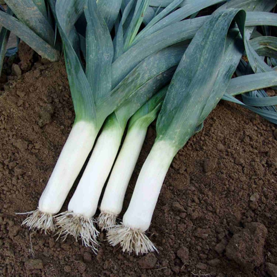 Лук порей Голиаф