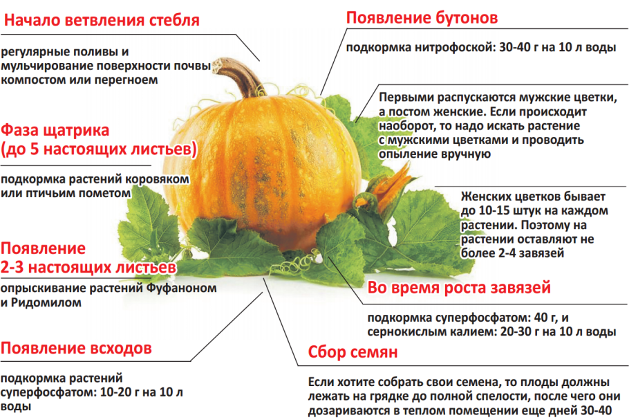 Подкормка для тыквы в открытом грунте