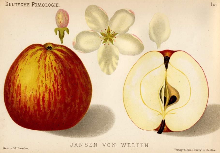 Задание для 2 кл безударная гласная