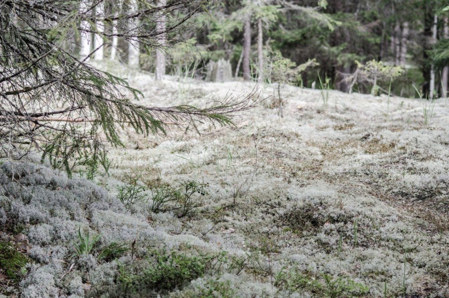 Ягель в лесу