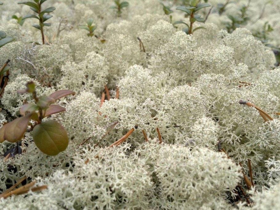 Ягель Петрозаводск