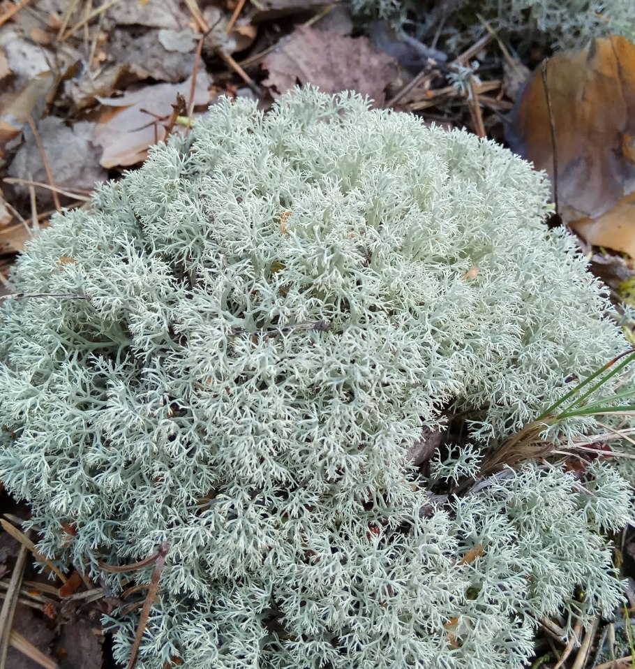 Лишайники на белом фоне