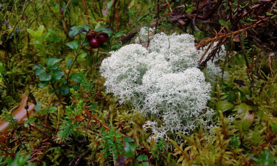 Олений мох белый медведь