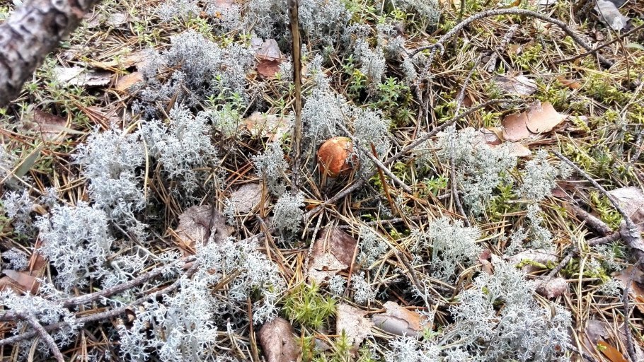 Ягель на белом фоне