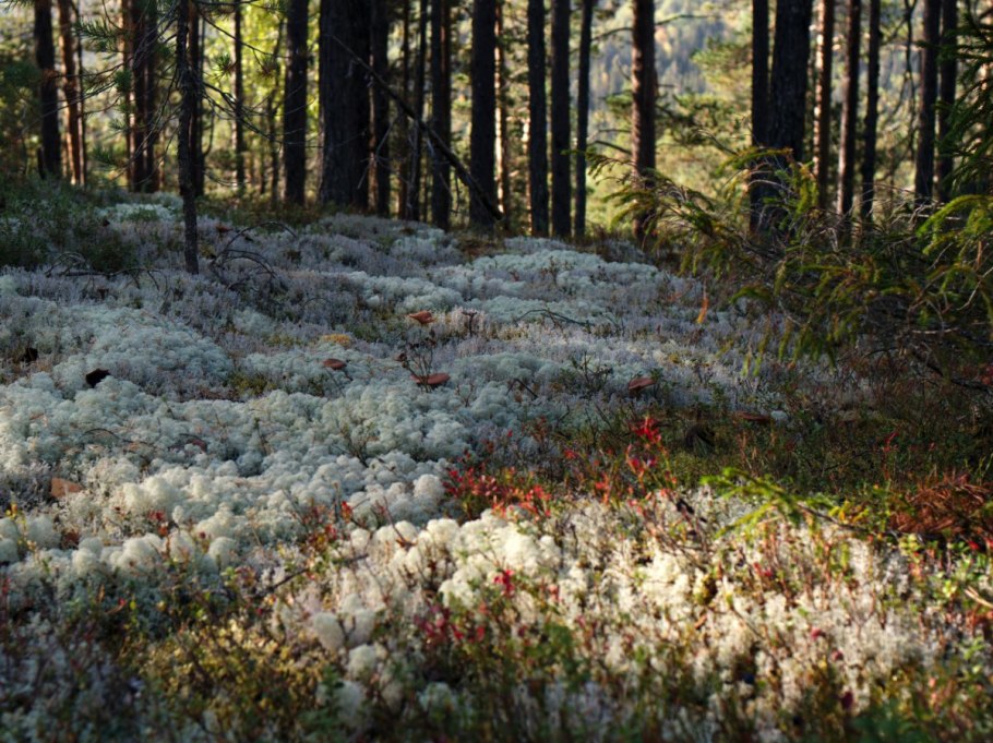 Сосняк беломошник Олений мох