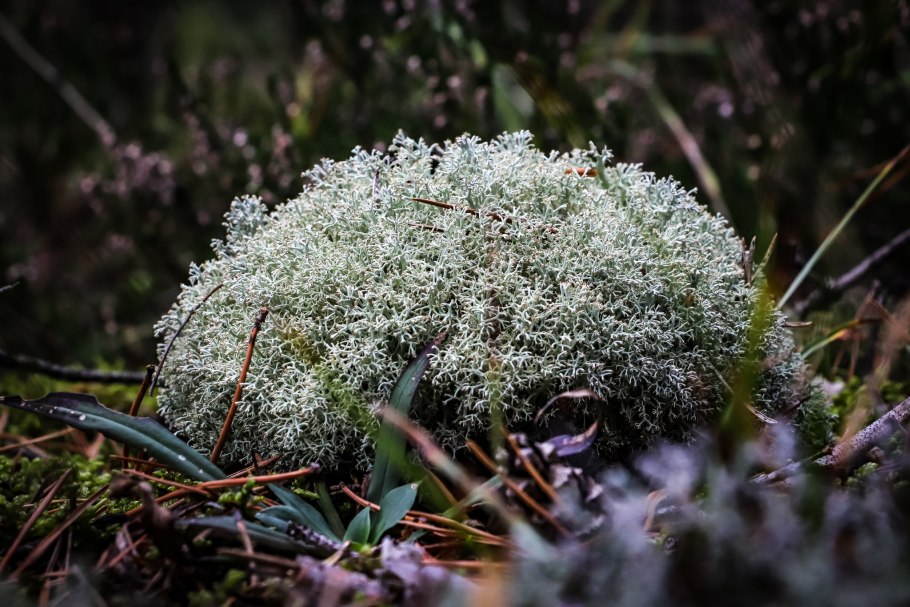 Кладония Stellaris