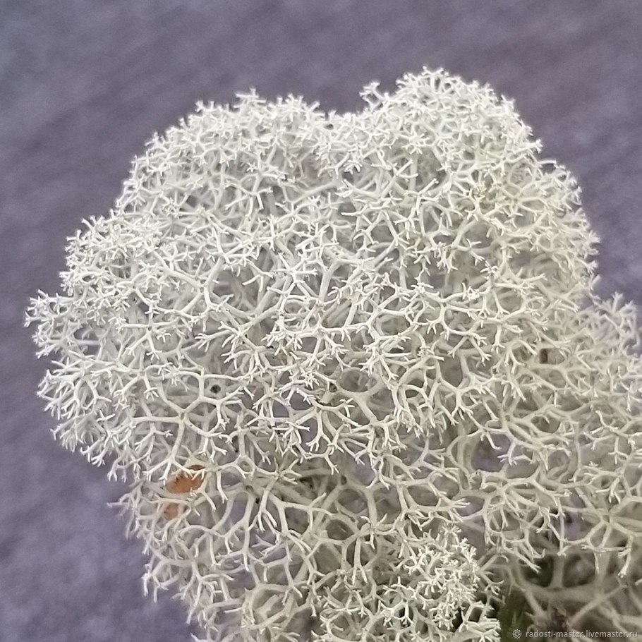 Ягель в тундре