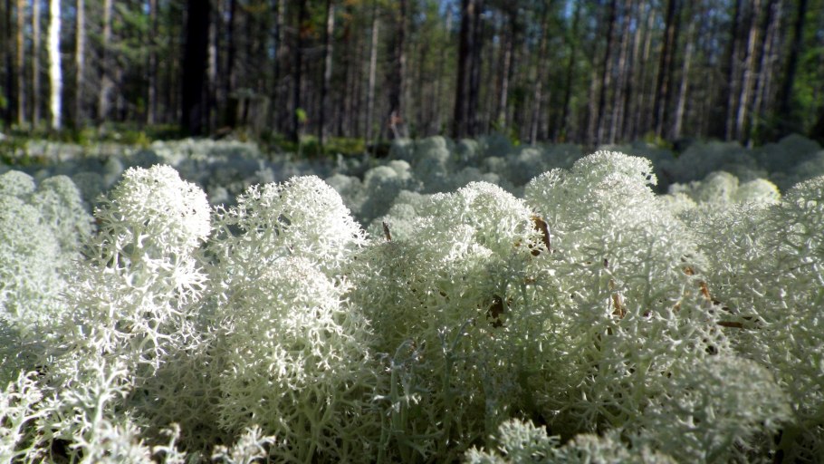 Ягель на белом фоне