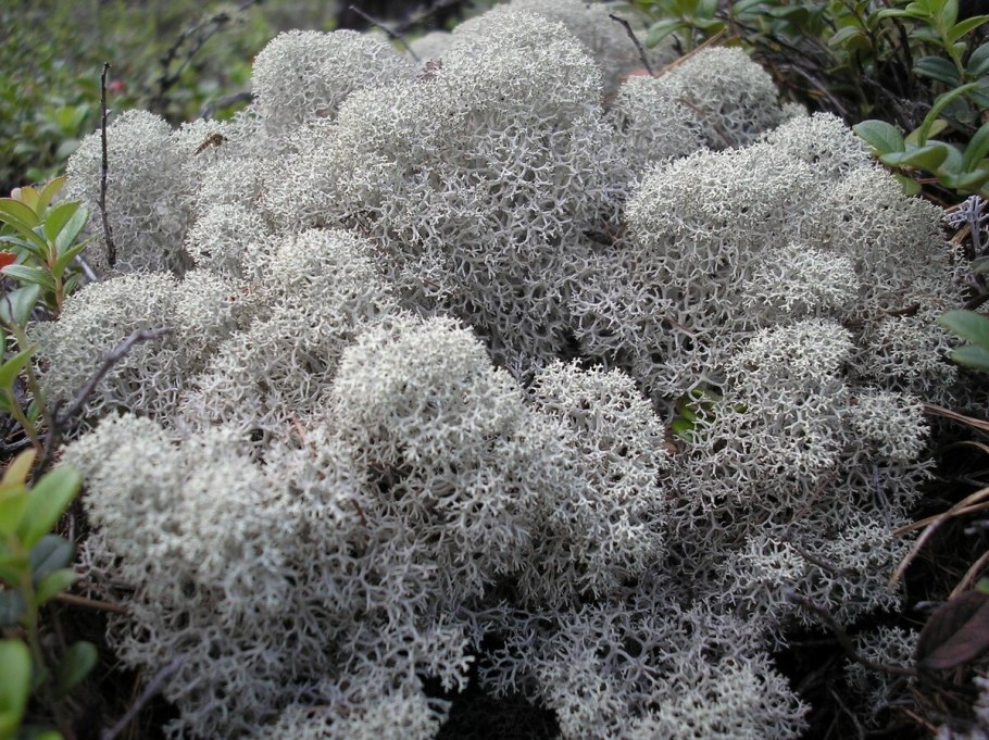 Белый мох фото