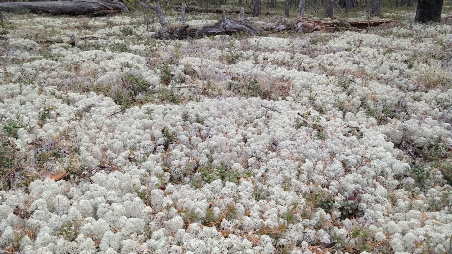 Ягель в Кировской области
