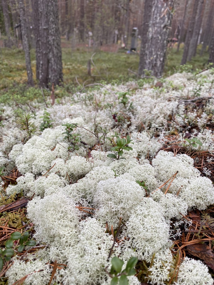 Сосняк беломошник Олений мох
