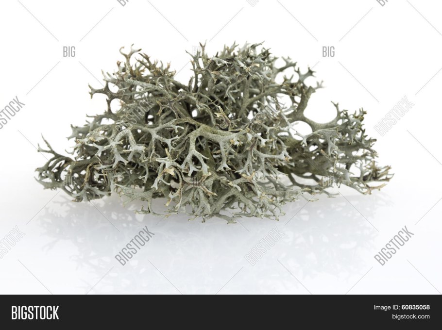 Белый мох форма