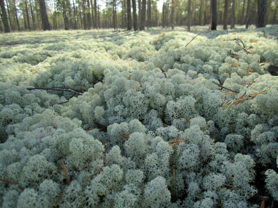 Белый мох ягель