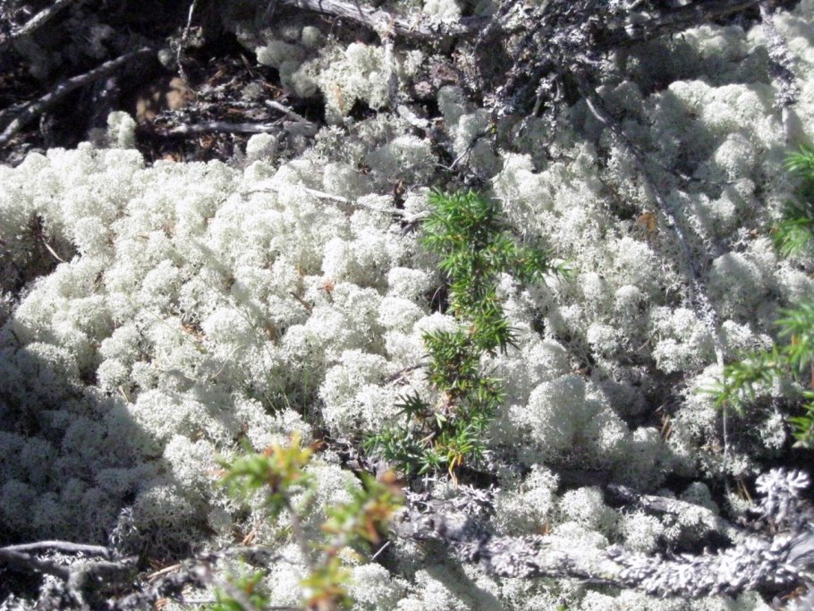 Лишайник болотный