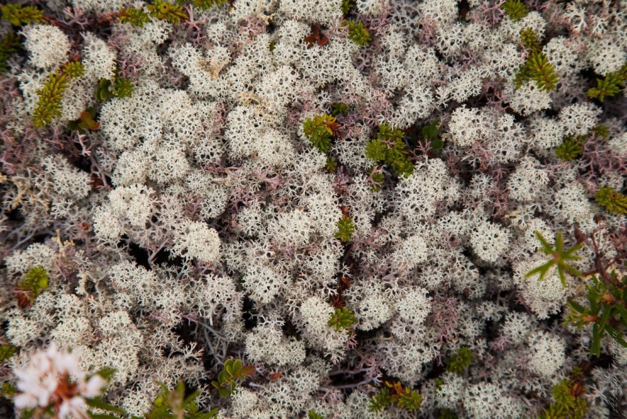 Кладония ягель