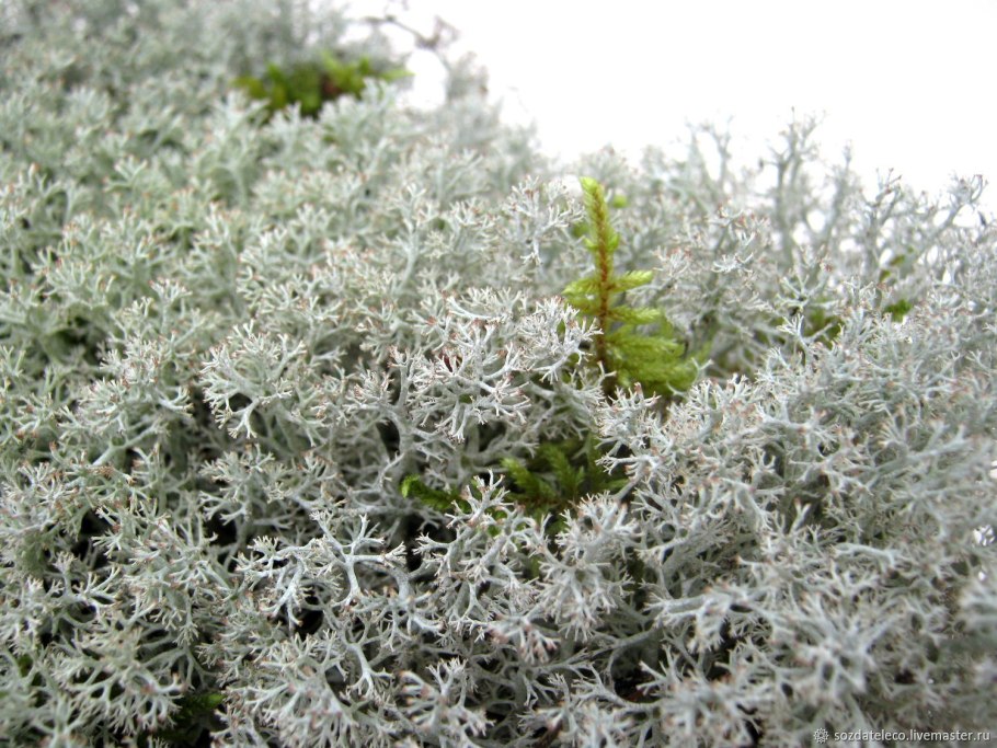 Белый мох сфагнум