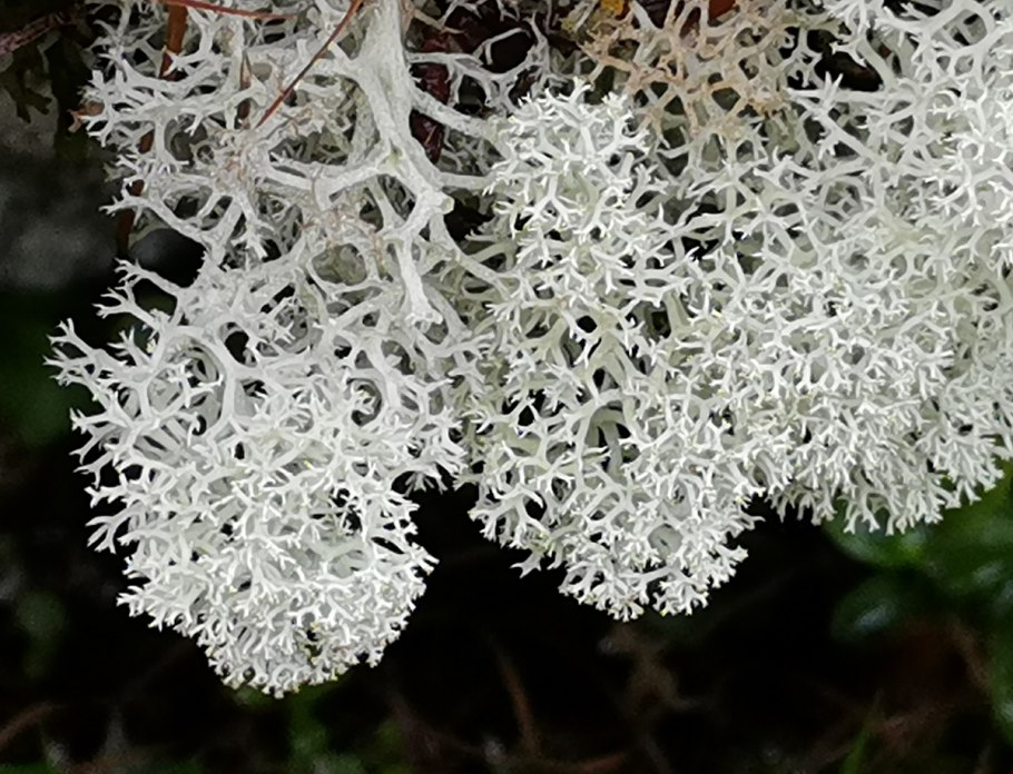 Белый мох в Ленинградской области