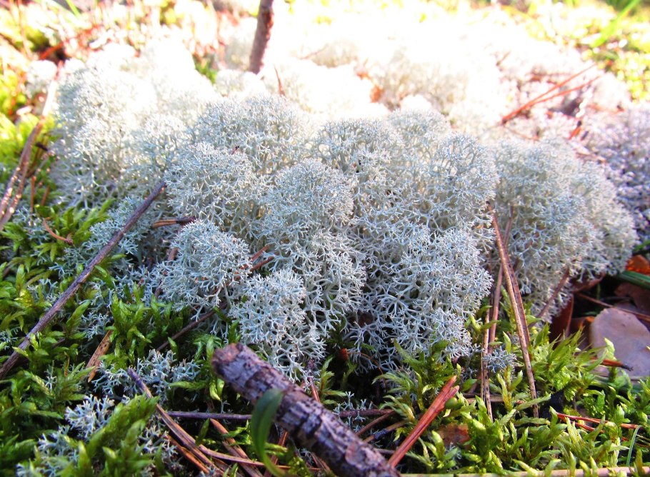 Финский ягель