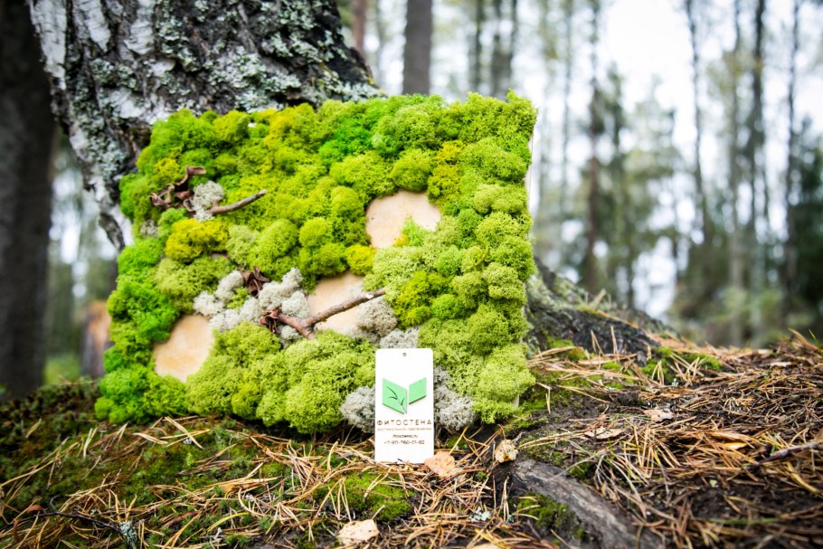 Олений лишайник (кладония).