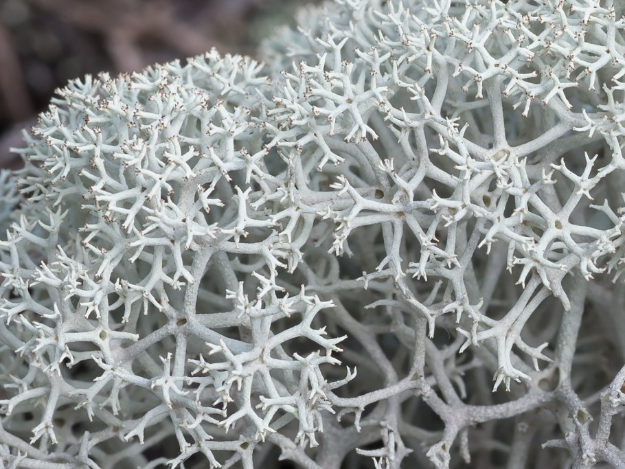 Сосняк беломошник