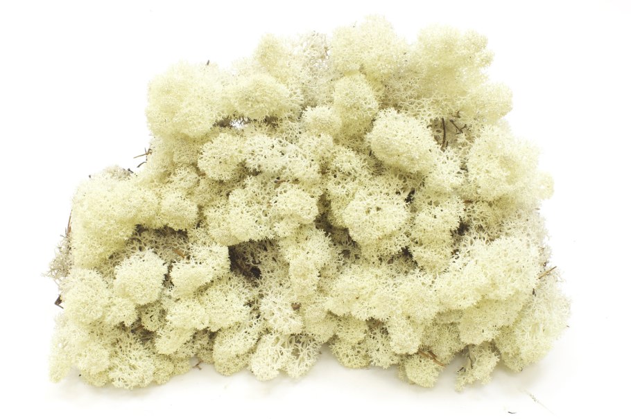 Белый мох текстура