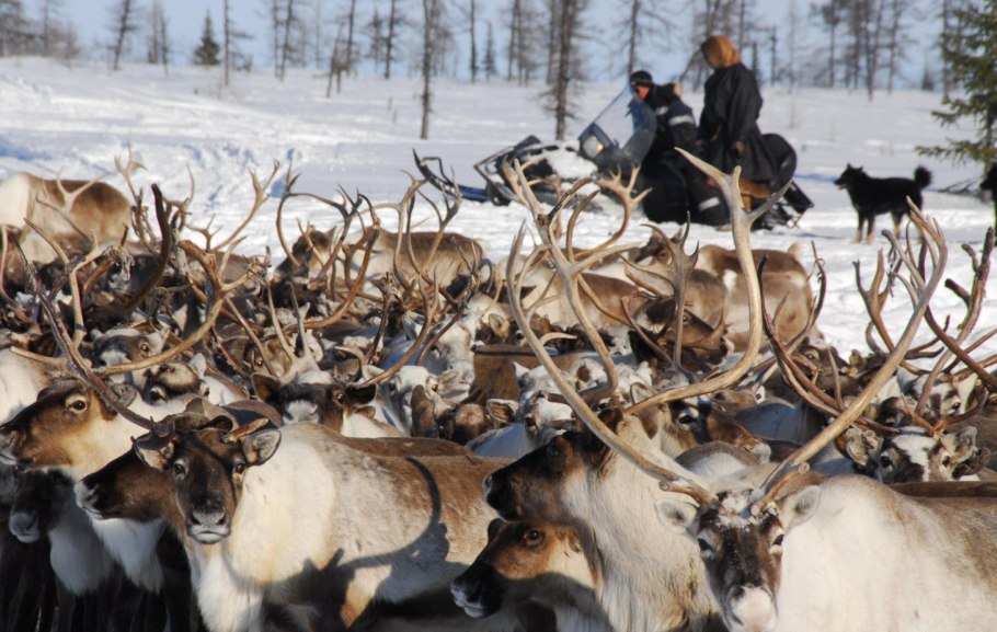 Мох светлый