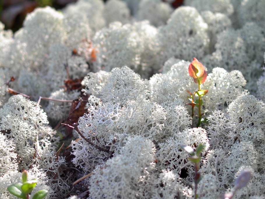 Белый торфяной мох сфагнум