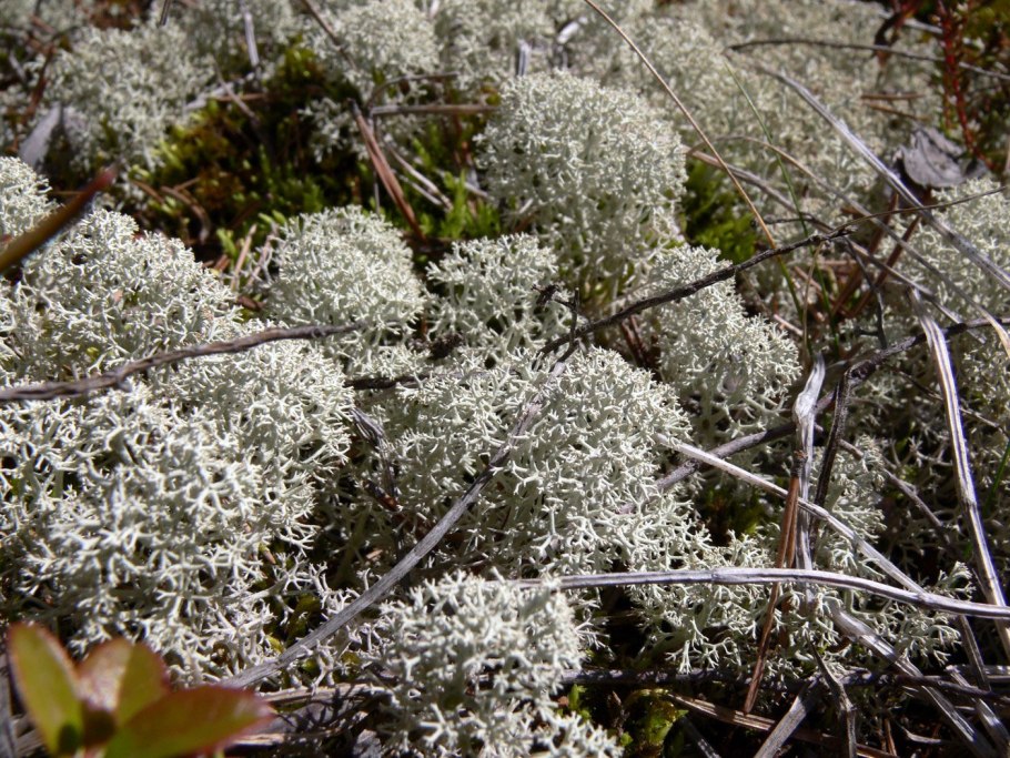 Ягель серый