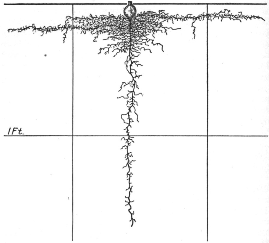 Схема формирования сосна Веймутова
