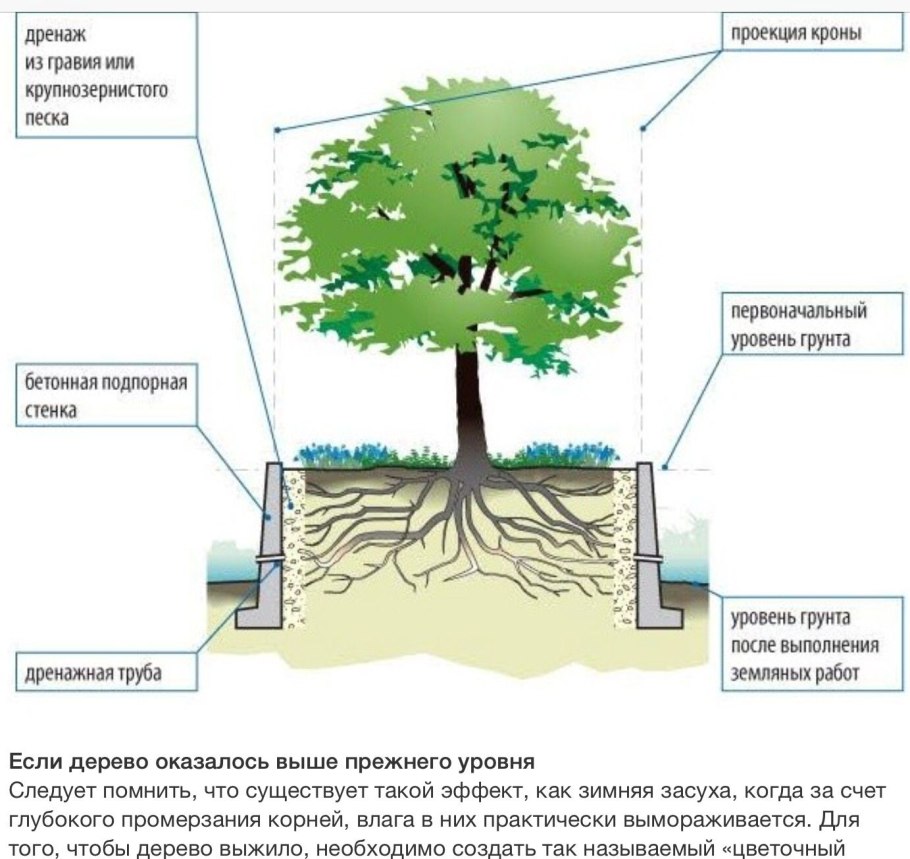 Схема посадки хвойных деревьев
