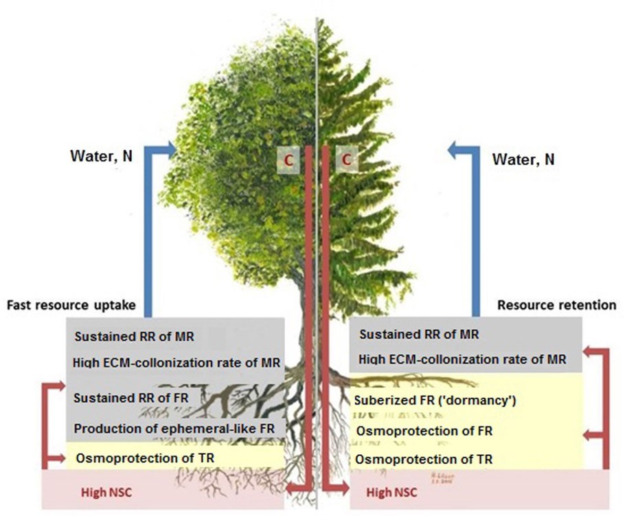 Лиственница Сибирская корни