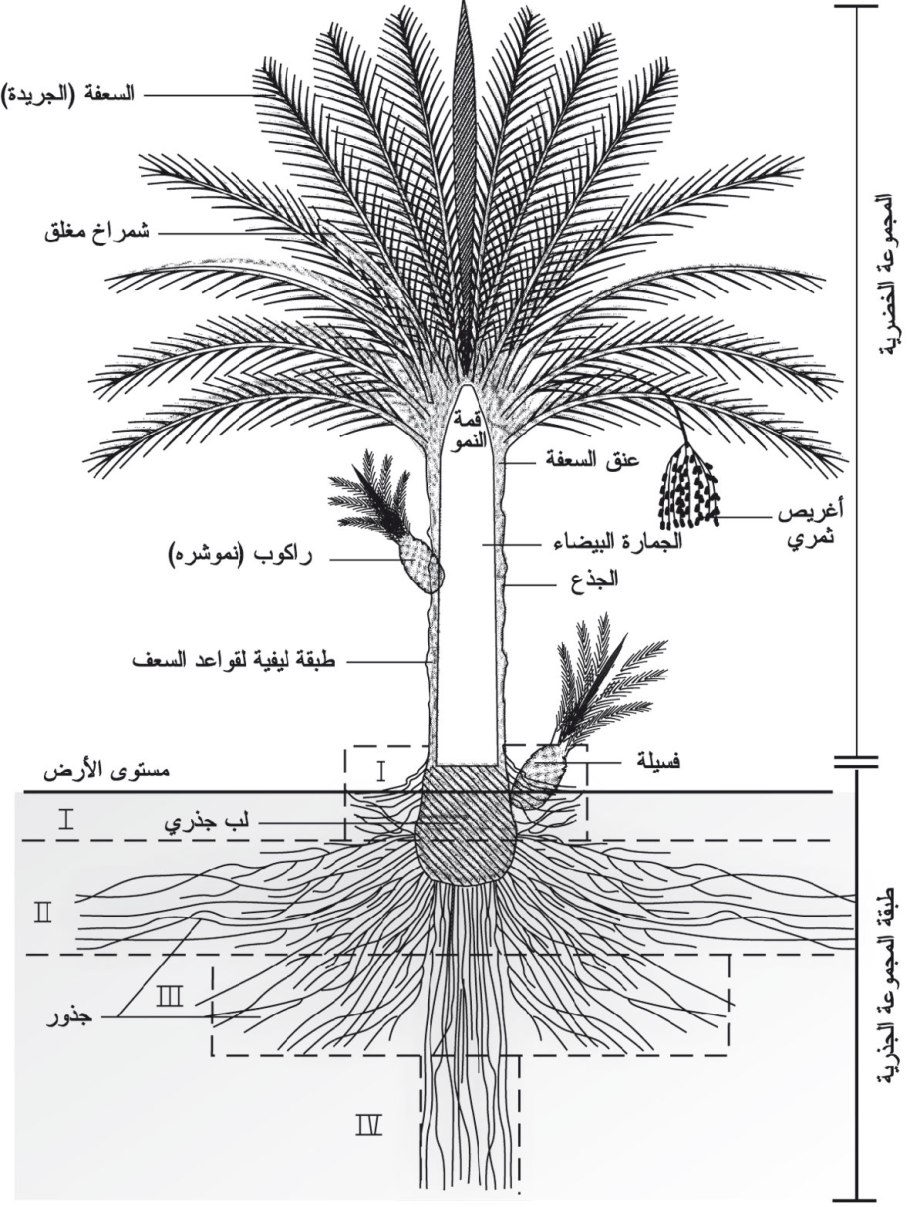 Корневая система финиковой пальмы