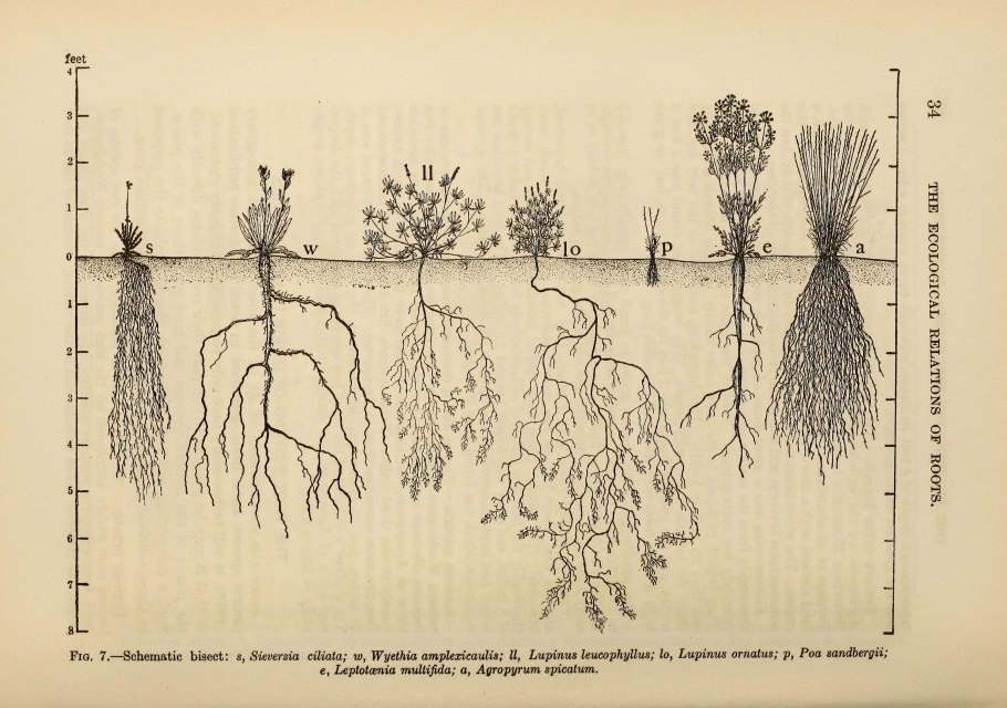 Корневая система кедра Сибирского
