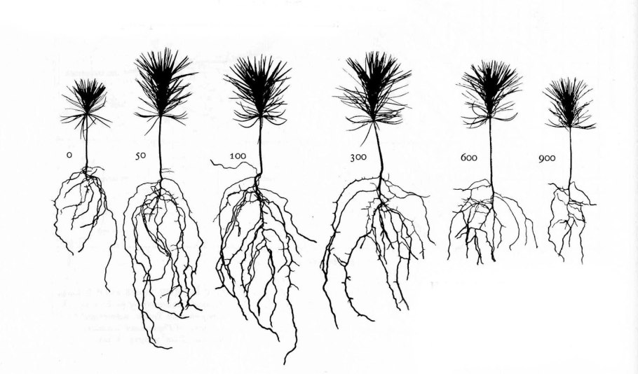 Корень (ботаника)