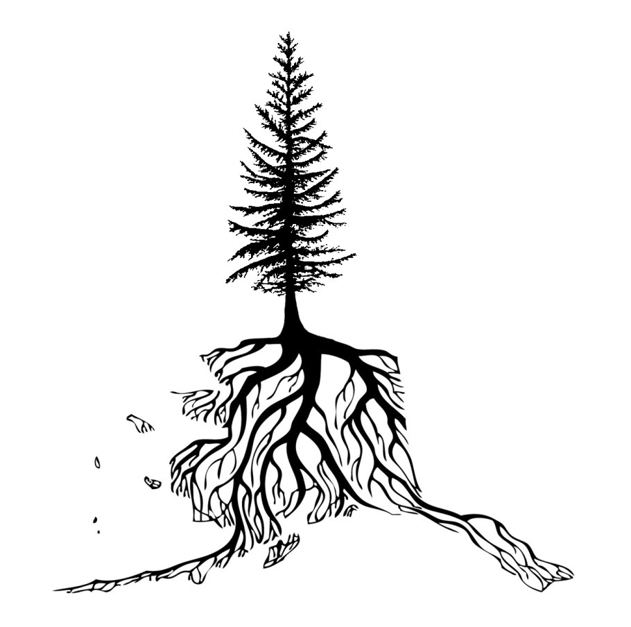 Корневая система пихты схема