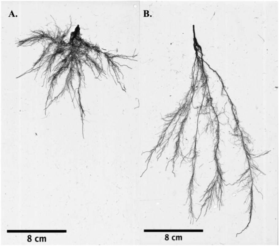 Ель тату эскиз