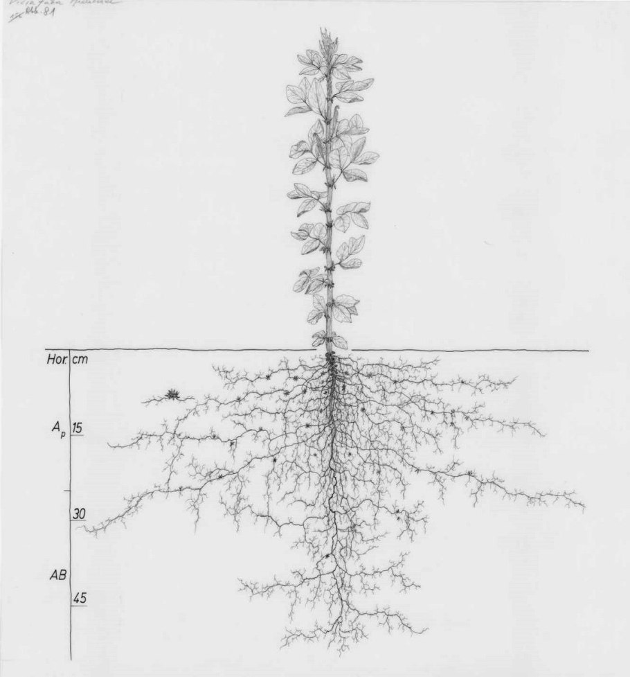 Глубина корневой системы деревьев