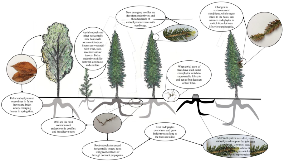 Посадка яблони корневая шейка