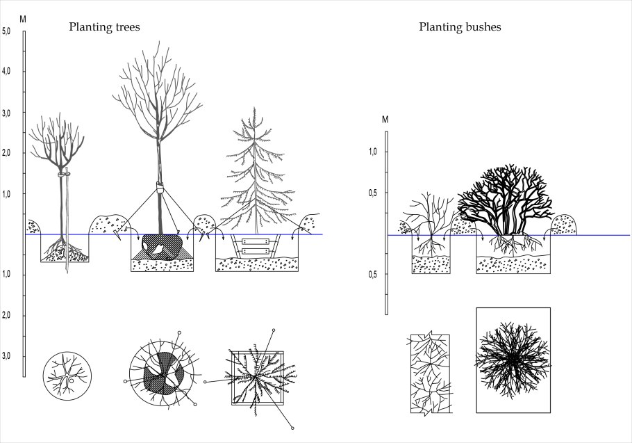 Схема древесно кустарниковых насаждений