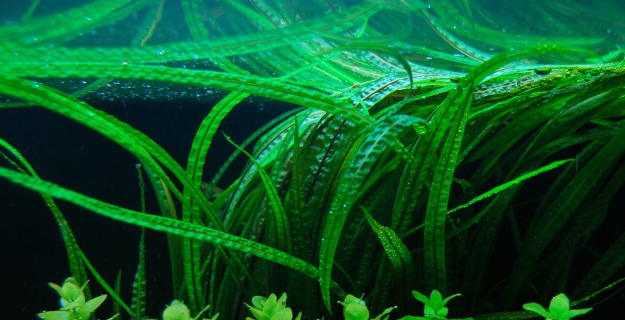 Криптокорина Вендта апоногетонолистная