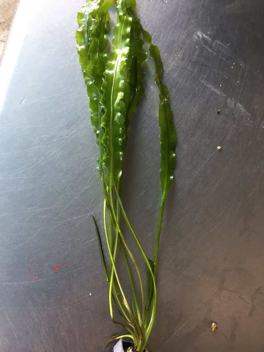 Криптокорина апогенолистная