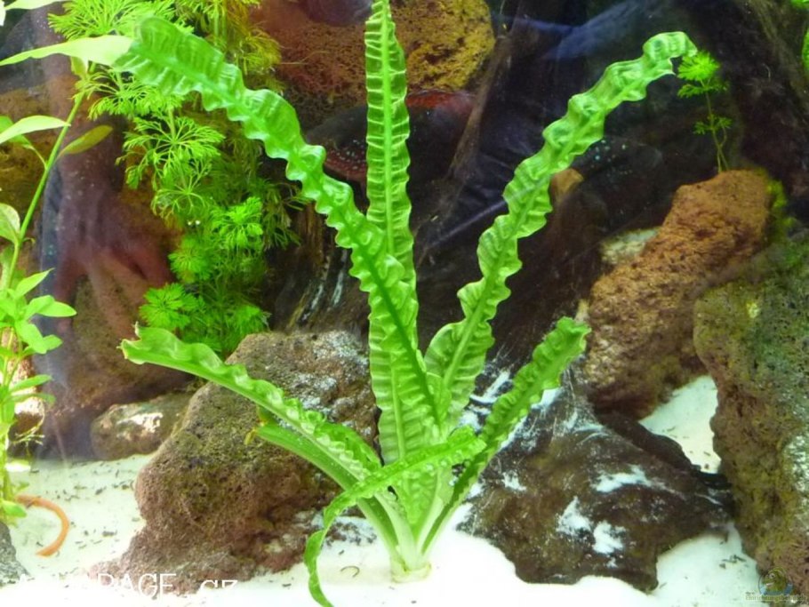 Апоногетон Ригидифолиус