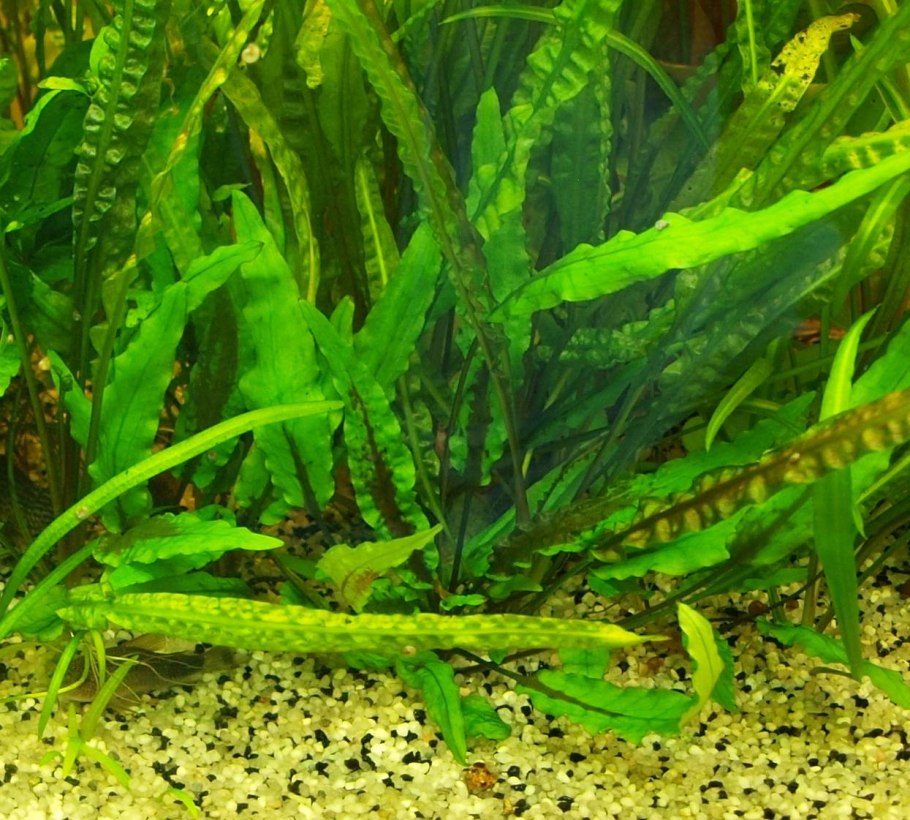 Апоногетон плавающий - Aponogeton Natans