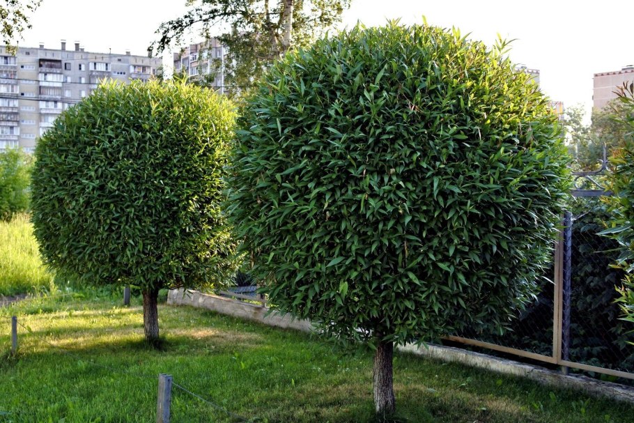 Ива шаровидная зимой