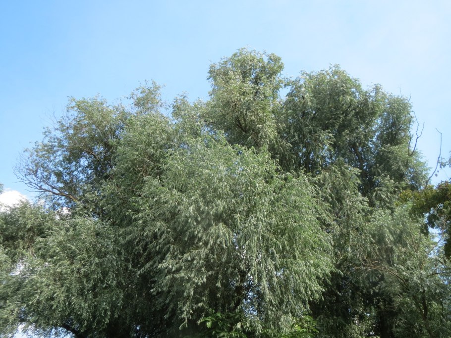 Ива белая серебристая Salix Alba