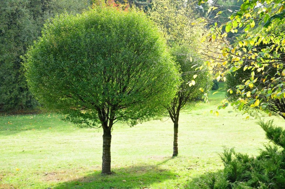 Ива белая (Salix Alba)