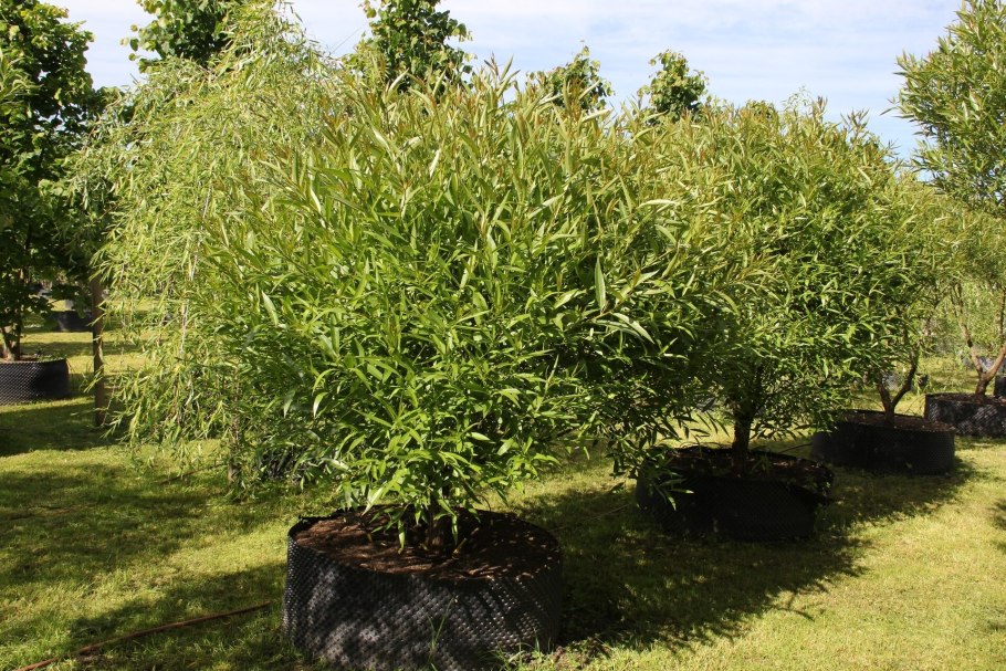 Ива Пендула плакучая