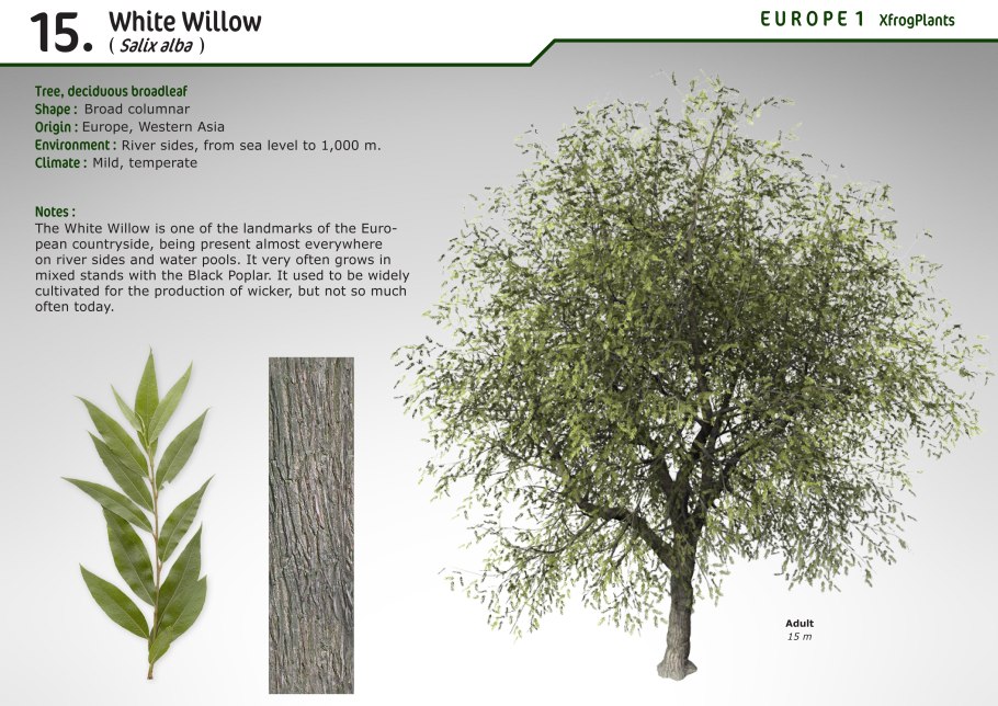 Ива белая Лимпде