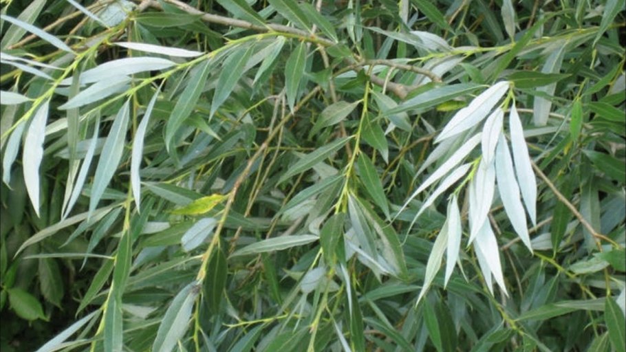 Ива кустовая серебристая